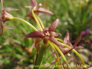 Photograph of Solaria brevicoalita