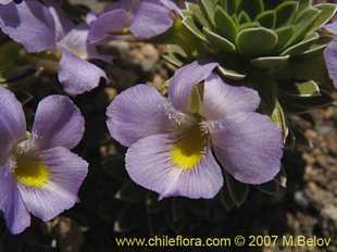 Photograph of Viola cotyledon