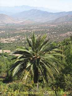 关于这个商品看更多资料和购买别的数量