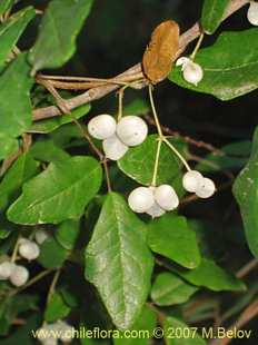 Photograph of Boquila trifoliolata