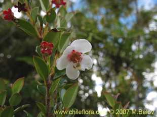 Mehr Information und Einkaufsmöglichkeiten…
