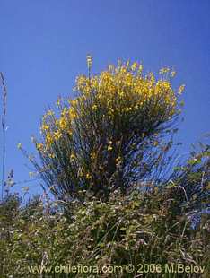 关于这个商品看更多资料和购买别的数量