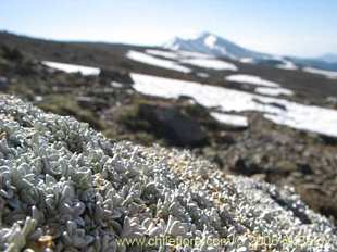 关于这个商品看更多资料和购买别的数量