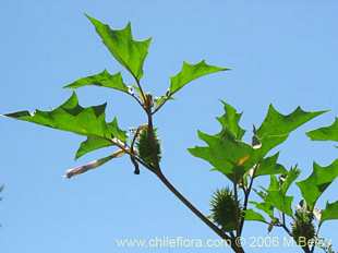 See more details and purchase options...