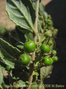 关于这个商品看更多资料和购买别的数量