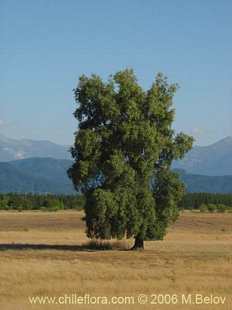 Фотография Quillaja saponaria