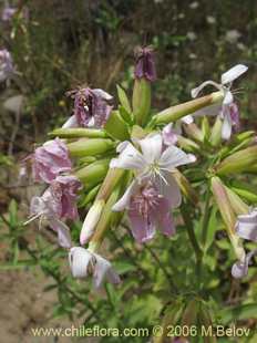 关于这个商品看更多资料和购买别的数量