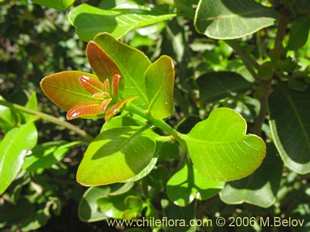 关于这个商品看更多资料和购买别的数量