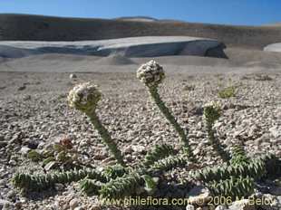 Mehr Information und Einkaufsmöglichkeiten…