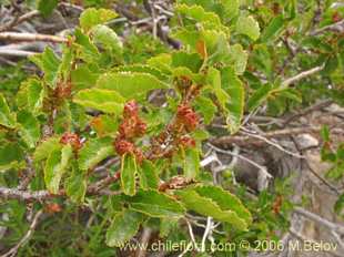 关于这个商品看更多资料和购买别的数量