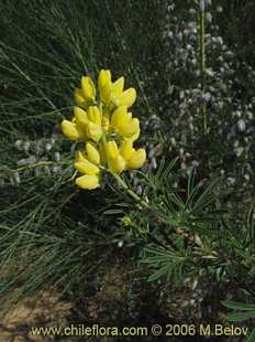 关于这个商品看更多资料和购买别的数量