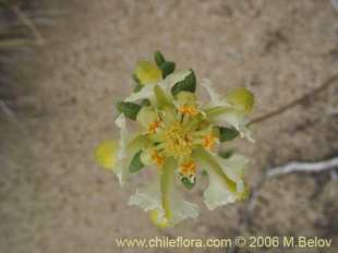 Loasa filicifolia의사진