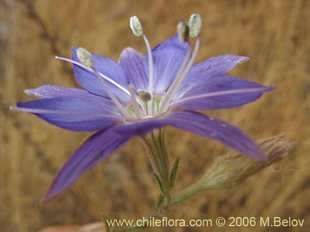 Mehr Information und Einkaufsmöglichkeiten…