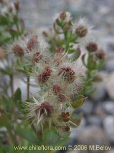 关于这个商品看更多资料和购买别的数量