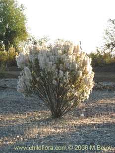 �このプロダクトについてより多くの情報を表示しなさい