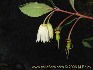 关于这个商品看更多资料和购买别的数量