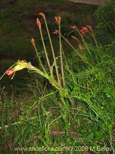 关于这个商品看更多资料和购买别的数量