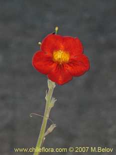 关于这个商品看更多资料和购买别的数量