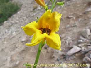 关于这个商品看更多资料和购买别的数量