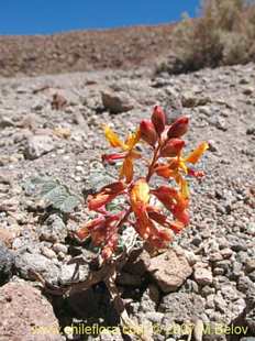 See more details and purchase options...