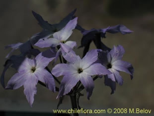 关于这个商品看更多资料和购买别的数量