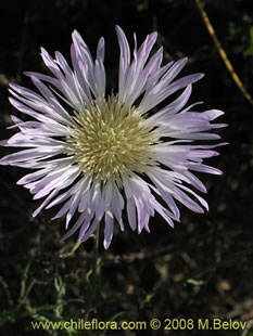 关于这个商品看更多资料和购买别的数量