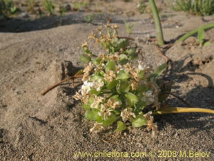 关于这个商品看更多资料和购买别的数量