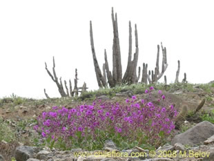 See more details and purchase options...