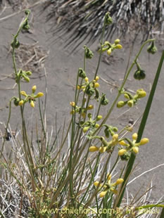 关于这个商品看更多资料和购买别的数量