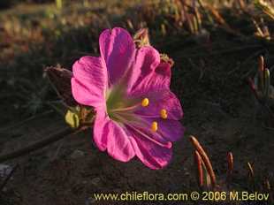 See more details and purchase options...