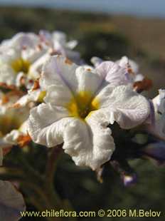 关于这个商品看更多资料和购买别的数量