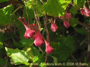 Mehr Information und Einkaufsmöglichkeiten…