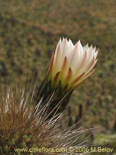 Photograph of Echinopsis chiloensis ssp. litoralis