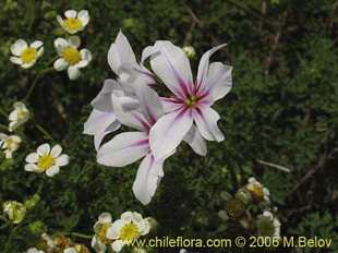 关于这个商品看更多资料和购买别的数量