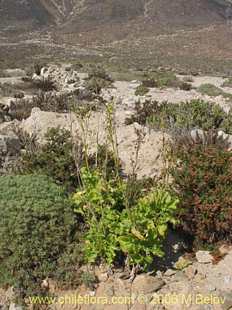 Mehr Information und Einkaufsmöglichkeiten…