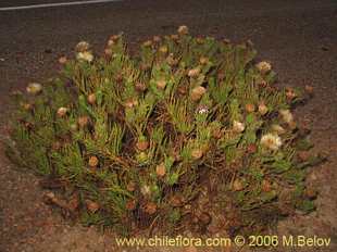 Фотография Gypothamnium pinifolium