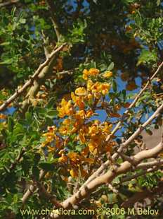 Mehr Information und Einkaufsmöglichkeiten…