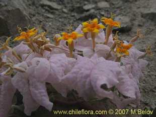 See more details and purchase options...