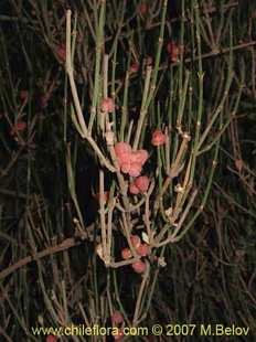 See more details and purchase options...