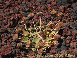 Photograph of Pozoa volcanica
