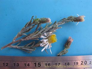 See more details and purchase options...