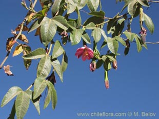 关于这个商品看更多资料和购买别的数量