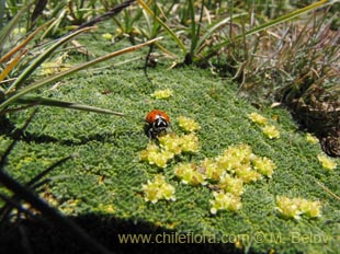 �このプロダクトについてより多くの情報を表示しなさい