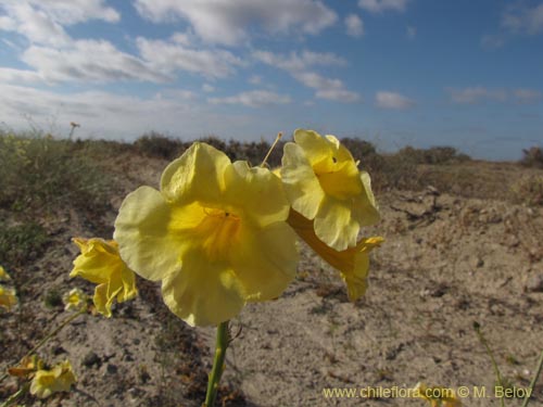 关于这个商品看更多资料和购买别的数量