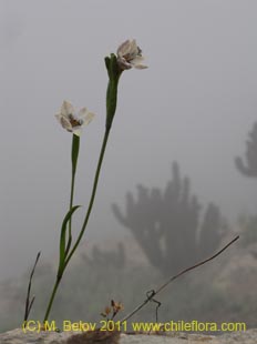 关于这个商品看更多资料和购买别的数量
