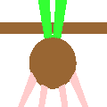 Bulb Plant