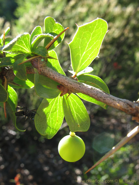 Close-up (Macro) Photo of Calafate with a berry, an edible plant, at Radal Siete Tasas National Park.