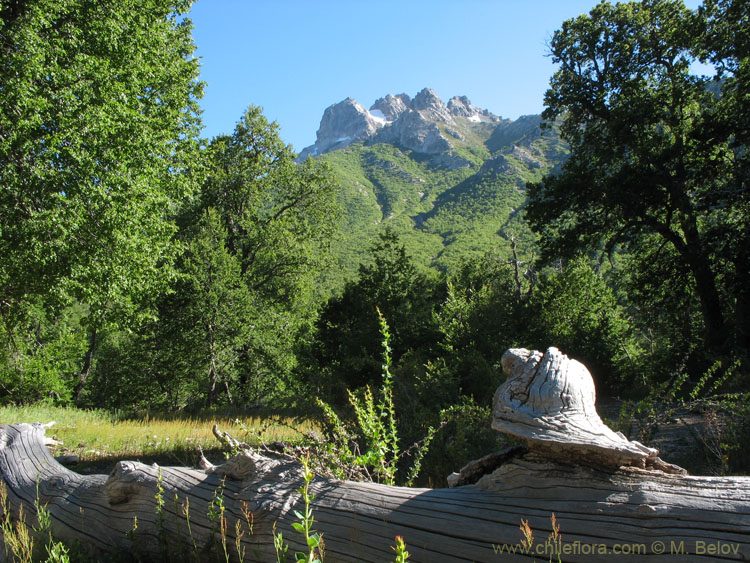 A photo of a wood clearing with a mountain in the background, and dead tree in the foreground, Radal Siete Tasas, Chile.