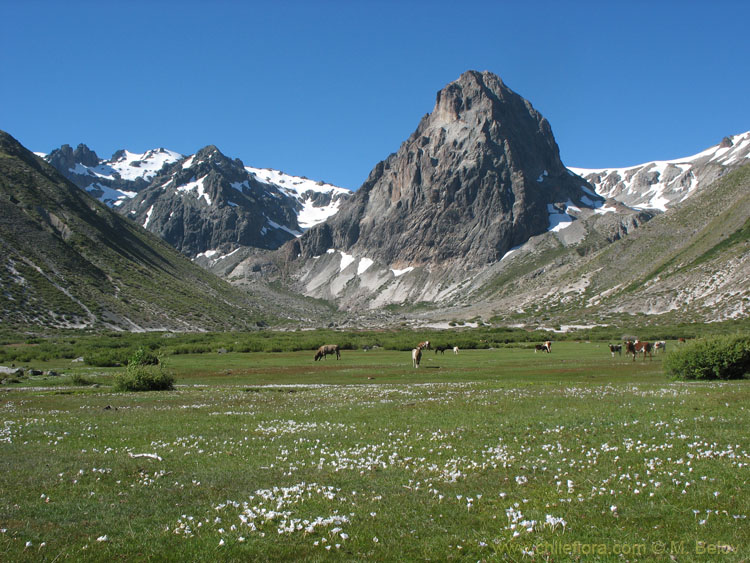 A view of a green field and steep mountain, Radal Siete Tasas National Park.