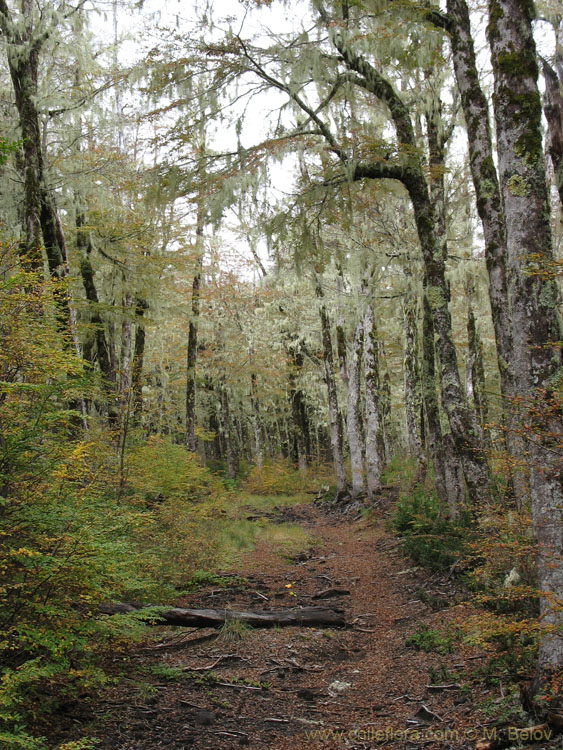 Ghostly Trail:At Mocho-Choshuenco